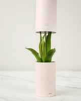 MAZZO DI TULIPANI PROFUMATI - WHITE