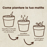 MATITA PIANTABILE DI CAMOMILLA